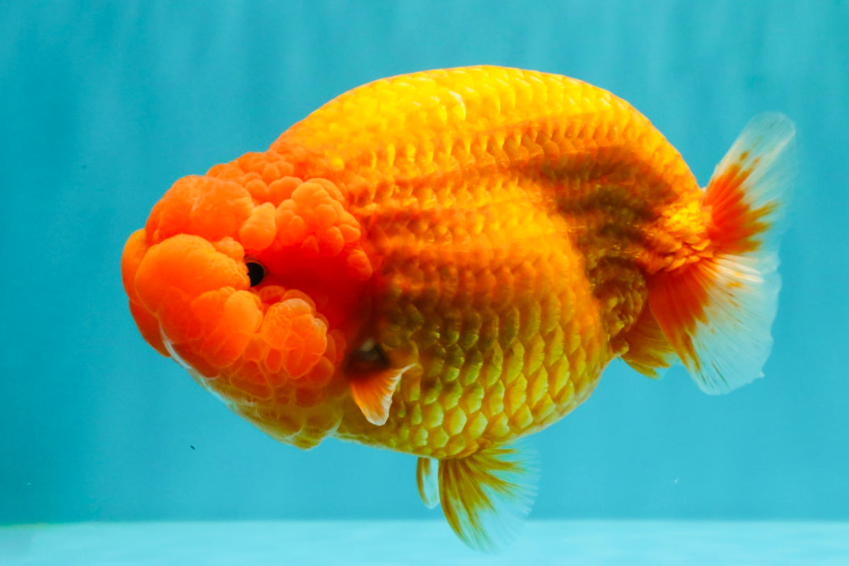 BIG CHEEK AAA Grade Super Hybrid Buffalo Red Ranchu Male 6 inches #100226RC_21