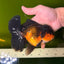 CHONKY A Grade Apache Oranda Male 5.5-6  inches #041026OR_13
