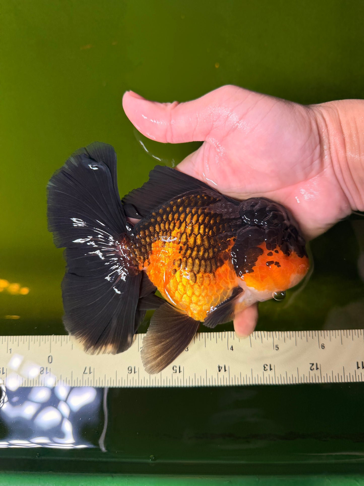 CHONKY A Grade Apache Oranda Male 5.5-6  inches #041026OR_13