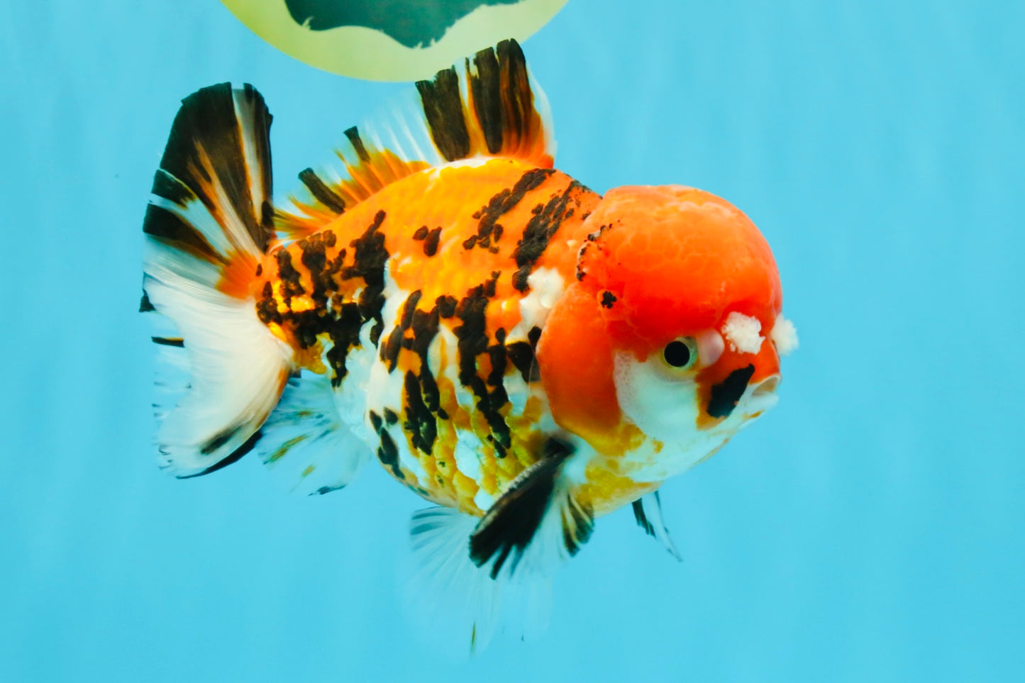 Pompom Tiger Yuanbao Male 5.5 inches #022726YB_07