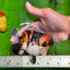 SHOW GRADE Special Tricolor Tiger Yuanbao Male 4.5 inches #0628YB_23