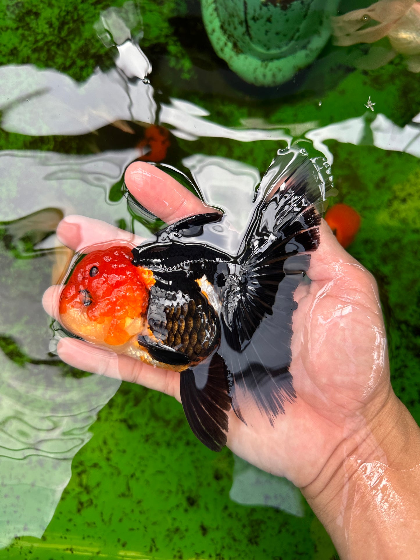 AAA Grade Tricolor Oranda Female 5 inches #0830OR_07