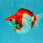 A Grade Red White Ryukin Female 4 inches #050126RK_04