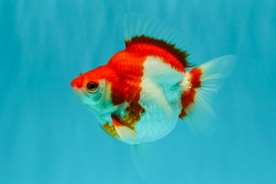 A Grade Red White Ryukin Female 4 inches #050126RK_04