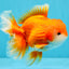 CHUNKY A Grade Red White Oranda Male 6 inches #040326OR_15