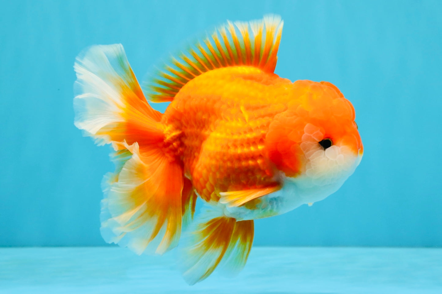 CHUNKY A Grade Red White Oranda Male 6 inches #040326OR_15