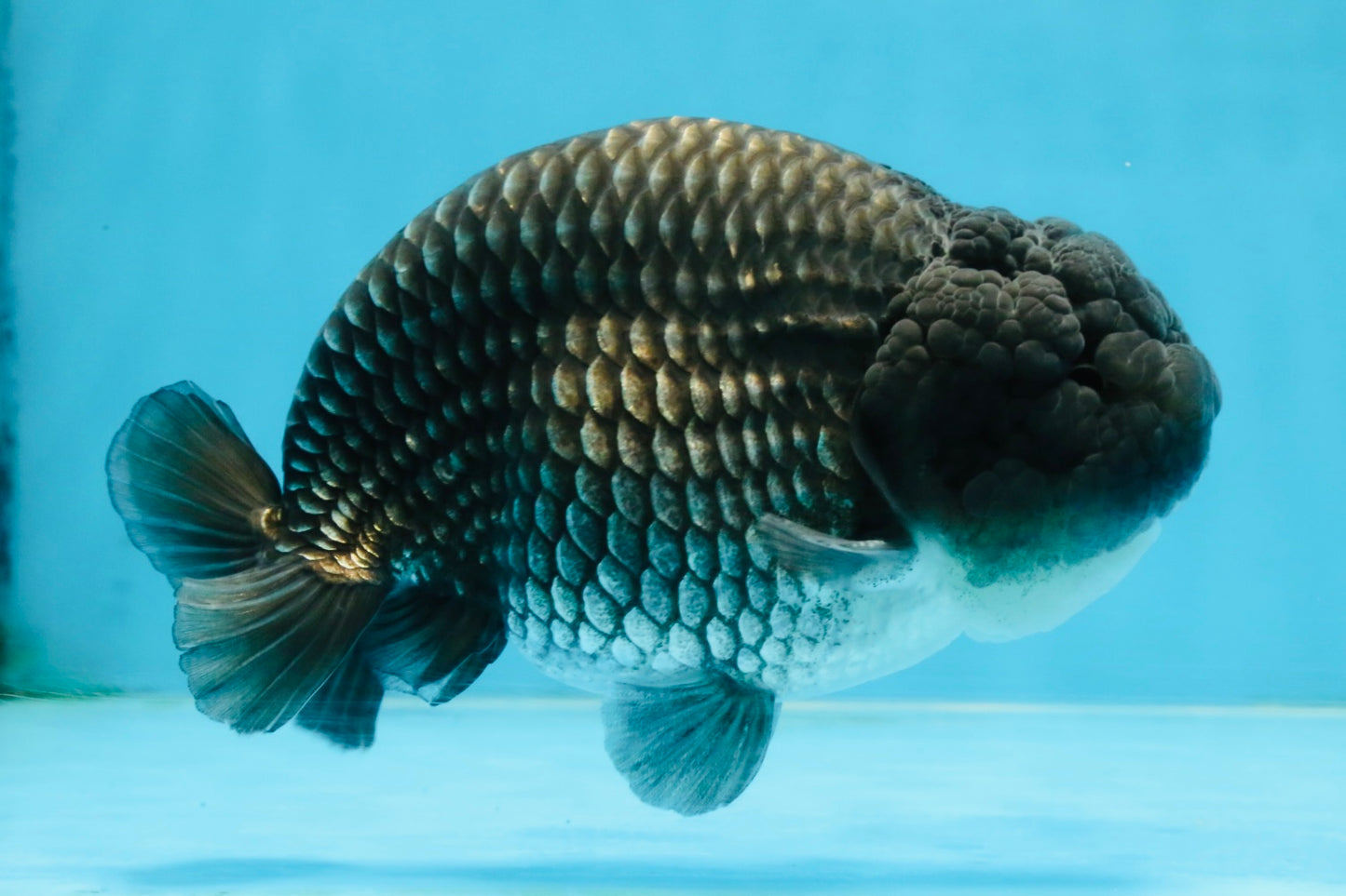 FLUFFY WEN A Grade Black Blue LionKing 5.5 inches #110725LC_16