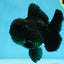 AAA Grade VERY SPECIAL Godzilla Black Oranda Male 5-5.5 inches #051625OR_18