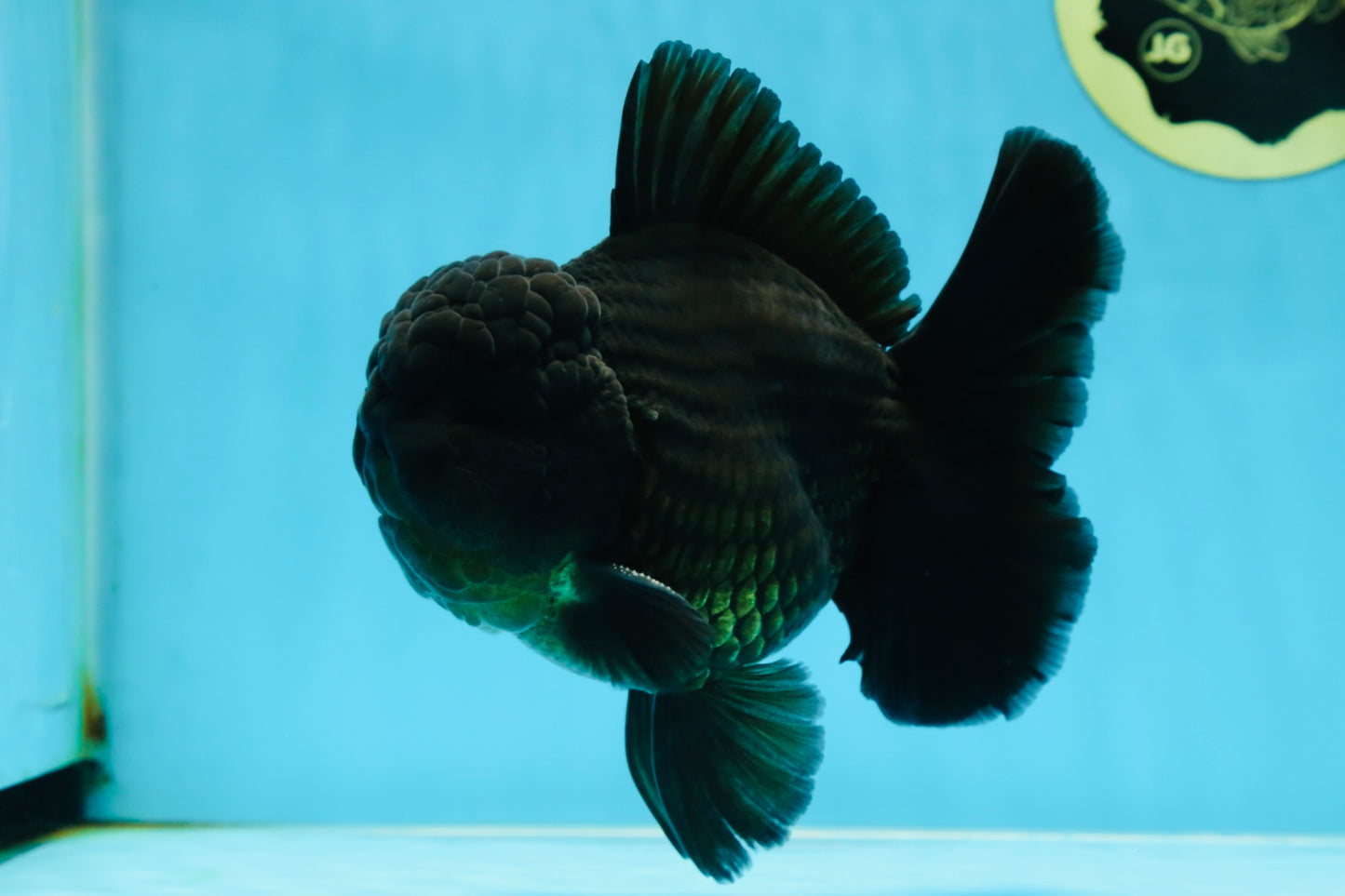 AAA Grade VERY SPECIAL Godzilla Black Oranda Male 5-5.5 inches #051625OR_18