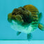 Black Copper Lionchu Female 4 inches #081426LC_26