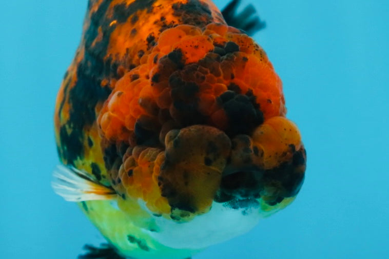 A Grade Tiger LionKing 4.5-5 inches #071125LC_03