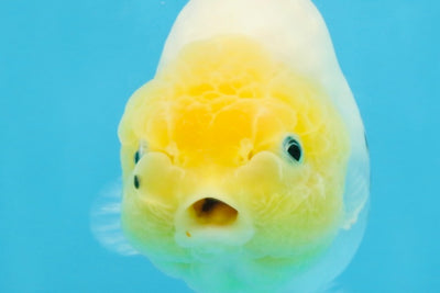 A Grade White Sakura Chinese Ranchu Female 5 inches #112125RC_17