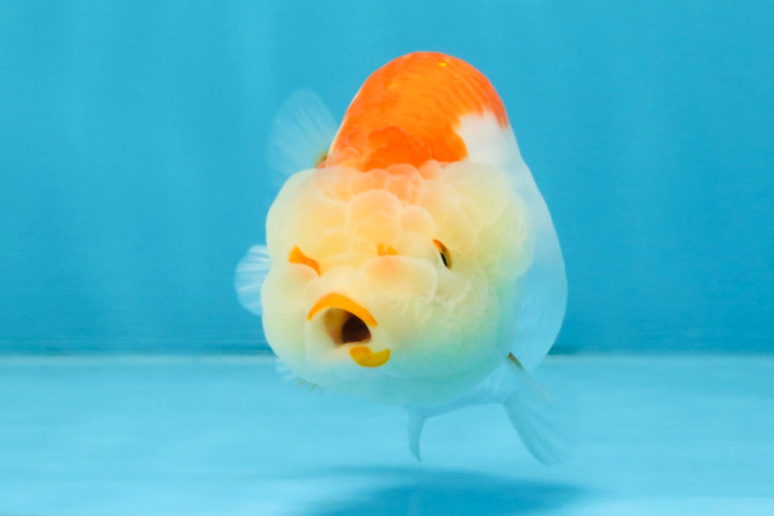 AAA Grade Red White LionQueen 4 inches #103125LC_24