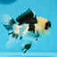 Panda Button Eyes Oranda Male 4-4.5 inches #0913OR_04