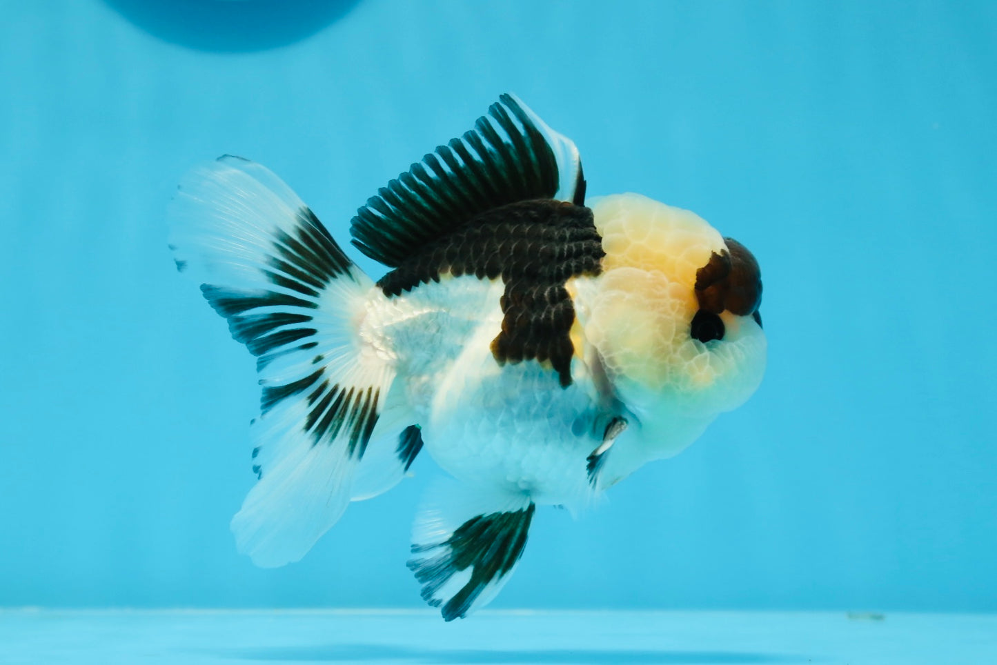 Panda Button Eyes Oranda Male 4-4.5 inches #0913OR_04