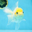 White Oranda Female 5.5 inches #111425OR_14