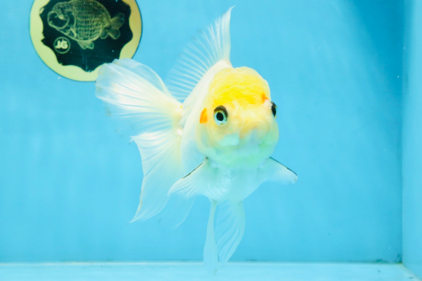 White Oranda Female 5.5 inches #111425OR_14