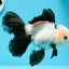 Panda Oranda mâle à queue parfaite de catégorie AAA, 5 à 5,5 pouces #0503OR_10