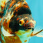 AAA Grade Special Indonesia Calico Ryukin Male 6-6.5 inches #100226RK_01