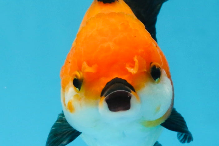 A Grade Tricolor Oranda Female 5.5-6 inches #111425OR_15