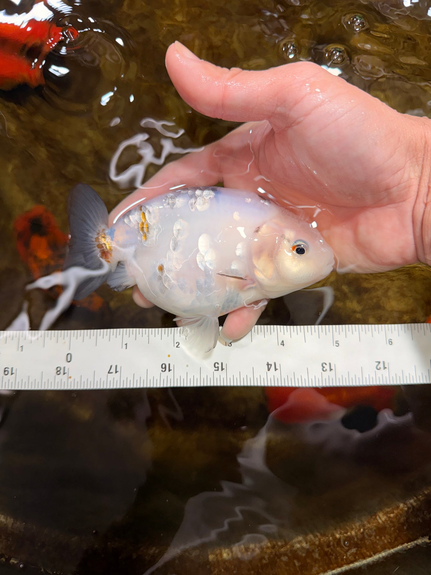 White Sakura Chinese Ranchu Female 4.5-5 inches #112825RC_13