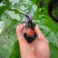 AAA Grade Tricolor Oranda Male 5 inches #0830OR_26