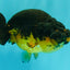 Apache Lionchu Female 4-4.5 inches #070326LC_31