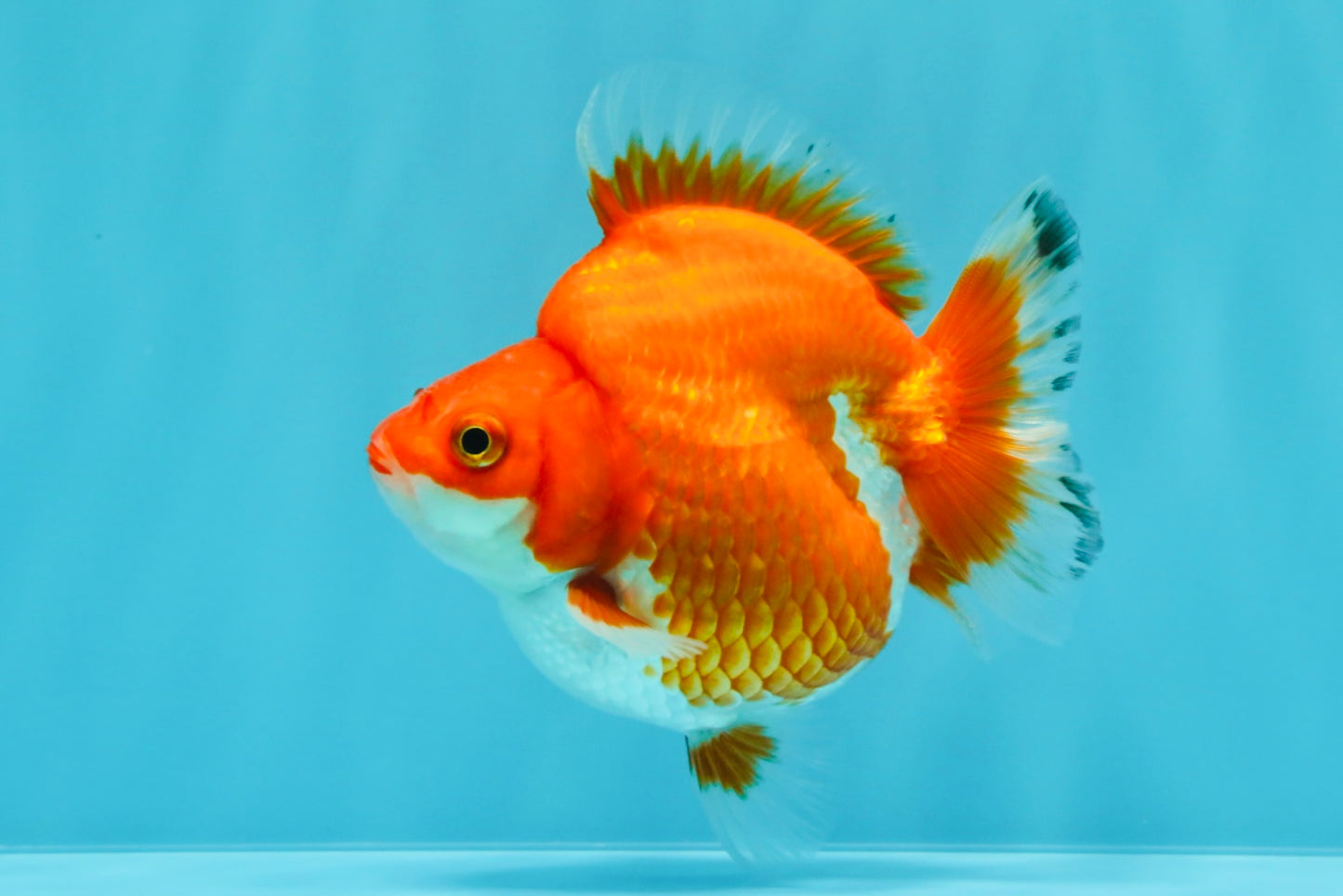 AAA Grade Red White Ryukin Female 4 inches #022726RK_18