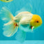 A Grade White Oranda Male 6 inches #100926OR_16