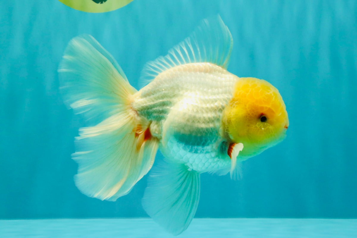 A Grade White Oranda Male 6 inches #100926OR_16