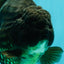 GODZILLA AAA Grade Black Oranda Male 6.5-7 inches #073126OR_01