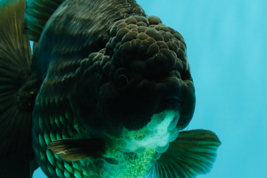 GODZILLA AAA Grade Black Oranda Male 6.5-7 inches #073126OR_01