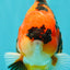 CHARLIE AAA Grade Tiger Yuanbao Male 5 inches #100226YB_03
