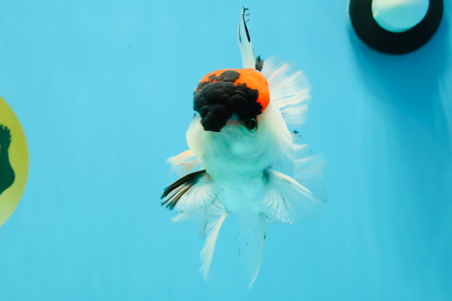 A Grade Tricolor Oranda Male 5.5 inches #030626OR_21