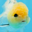 AAA Grade Lemonhead Panda Button Eyes Oranda Male 5-5.5 inches #0913OR_13