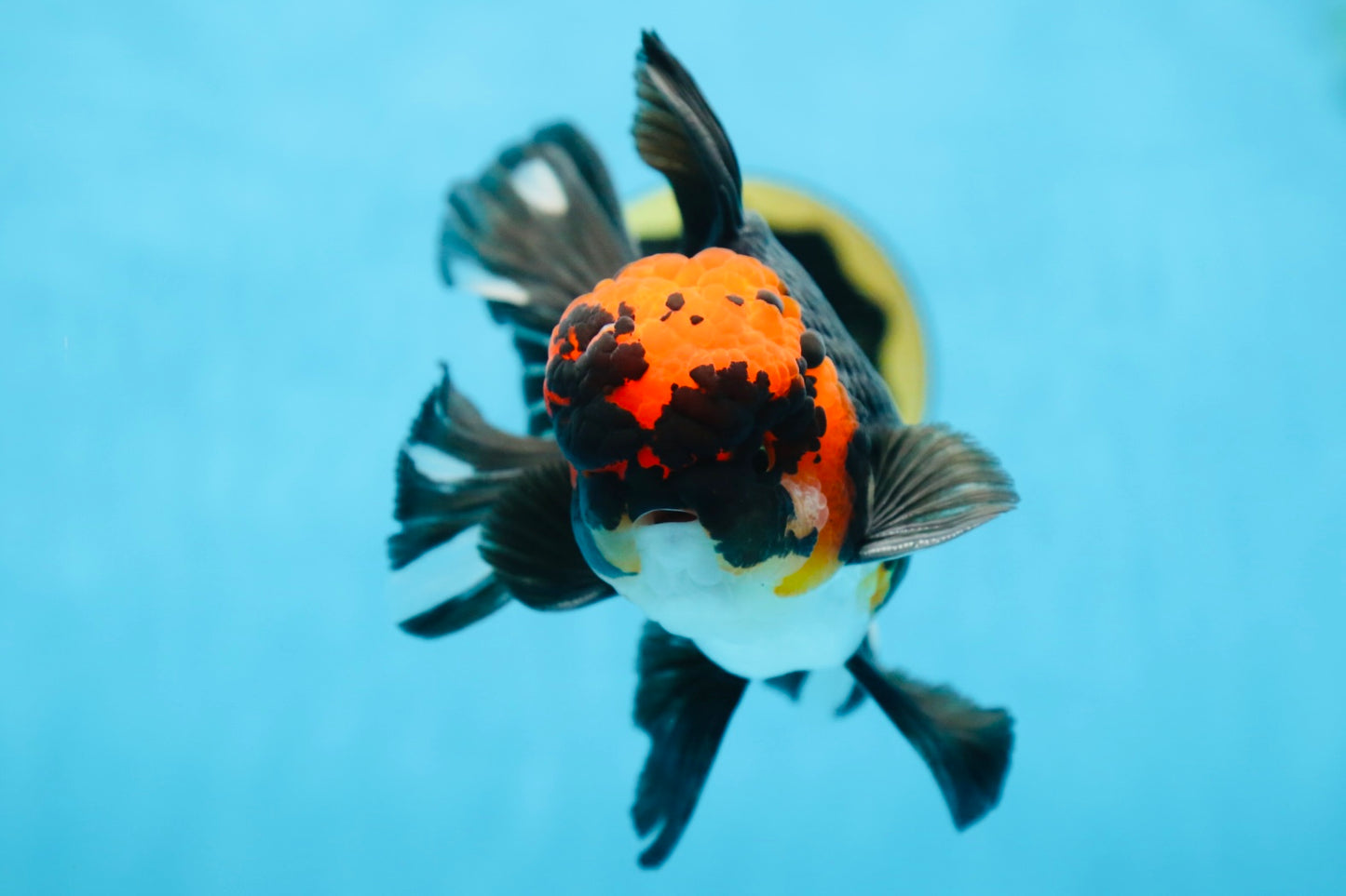 AAA Grade LAVA Tricolor Oranda Male 6 inches #090525OR_12