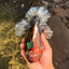 A Grade Tiger Oranda Female 7-7.5 inches #071026OR_04