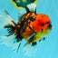 A Grade Tiger Oranda Male 6-6.5 inches #072426OR_20