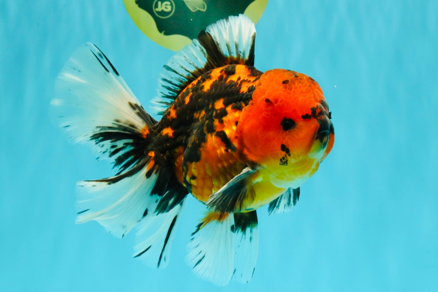A Grade Tiger Oranda Male 6-6.5 inches #072426OR_20