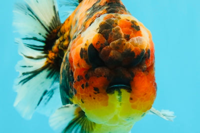 AAA Grade Godzilla Tiger Yuanbao Male 5.5-6 inches #031326YB_19