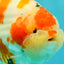 AAA Grade Super Special Sanke Kohaku Sakura Ranchu Female 6-6.5 inches #100226RC_25