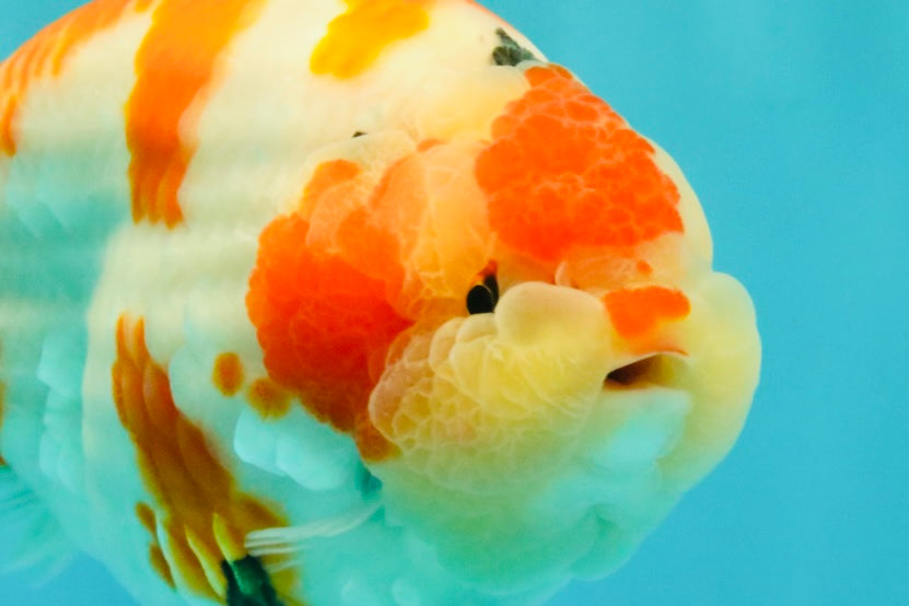 AAA Grade Super Special Sanke Kohaku Sakura Ranchu Female 6-6.5 inches #100226RC_25