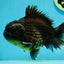 A Grade Black Big Head Yuanbao Male 5.5 inches #122024YB_11