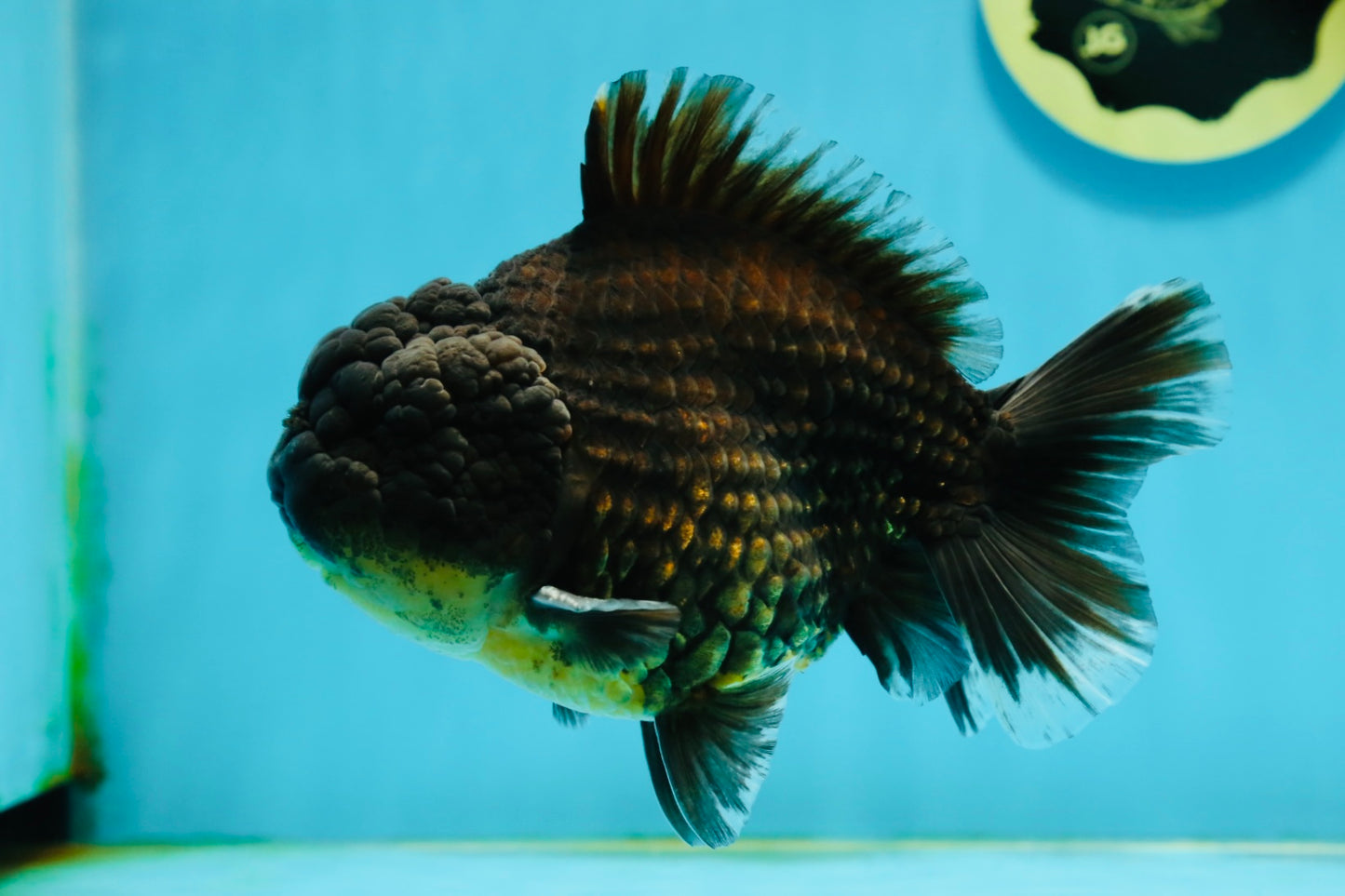 A Grade Black Big Head Yuanbao Male 5.5 inches #122024YB_11