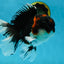A Grade Tricolor Oranda Male 6.5 inches #060625OR_17