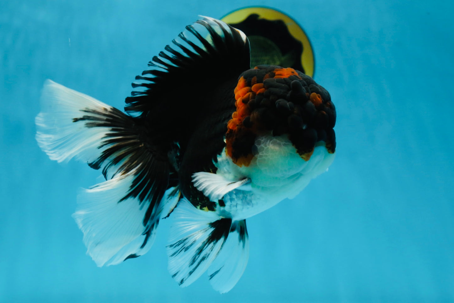 A Grade Tricolor Oranda Male 6.5 inches #060625OR_17