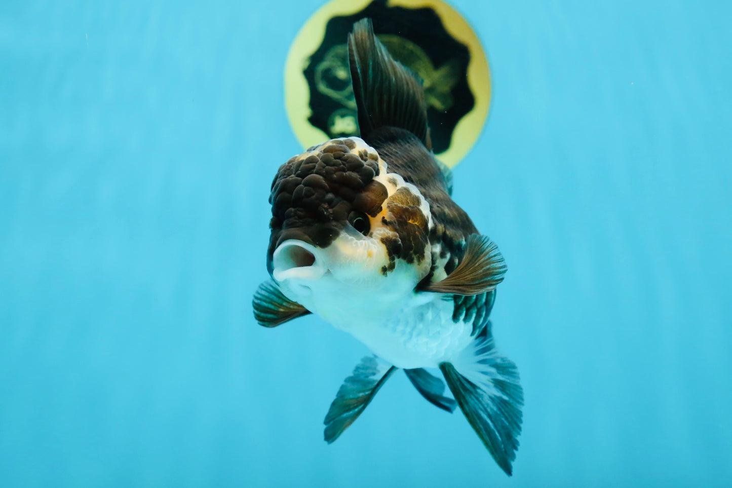 A Grade Adorable Panda Oranda Female 5-5.5 inches #010325OR_06