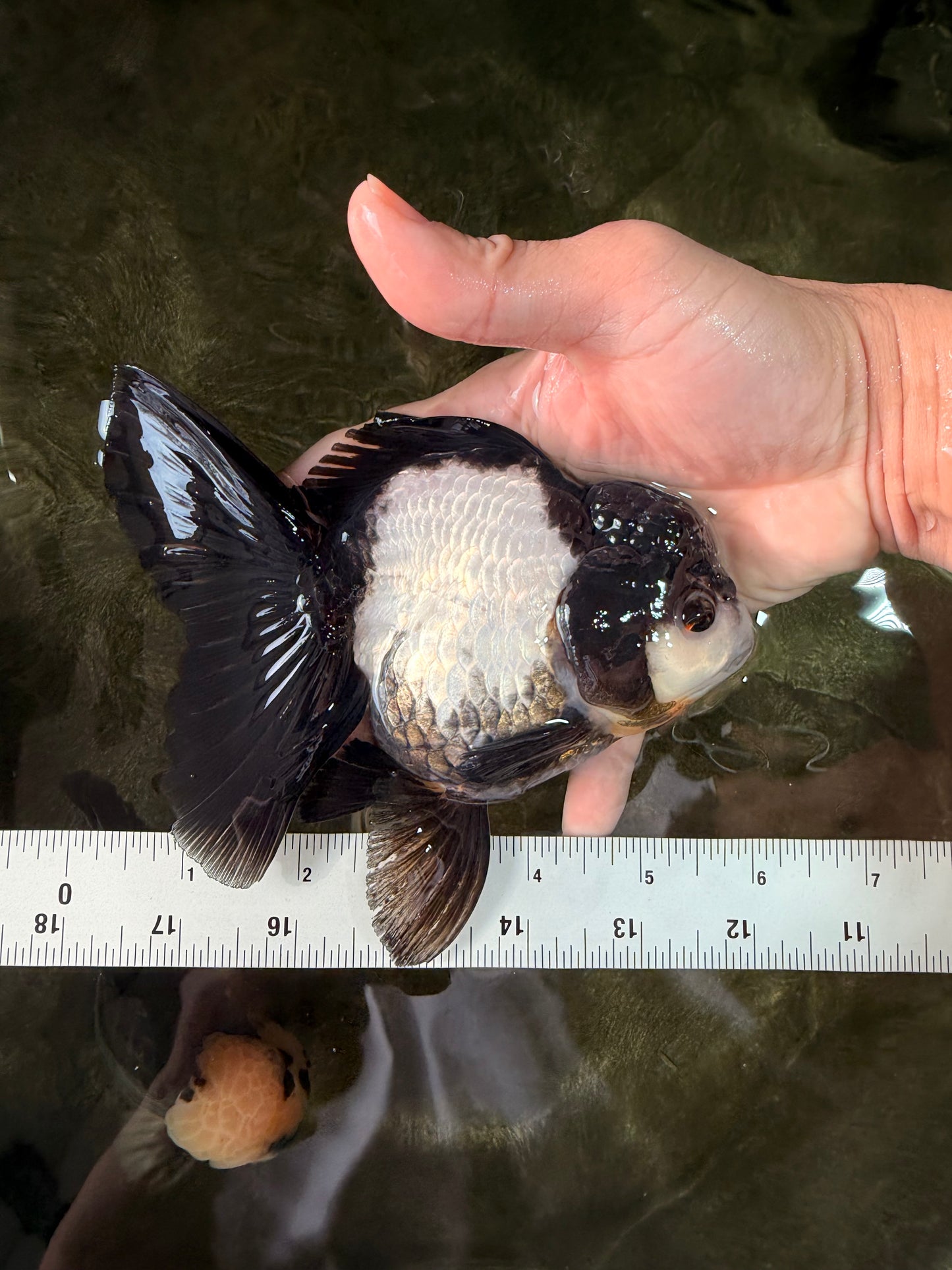 ROYAL A Grade Panda Oranda Female 5.5-6 inches #031326OR_24