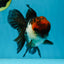 A Grade Fire Tricolor Oranda Female 5 inches #050225OR_02