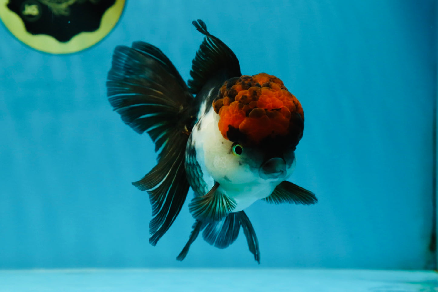 A Grade Fire Tricolor Oranda Female 5 inches #050225OR_02